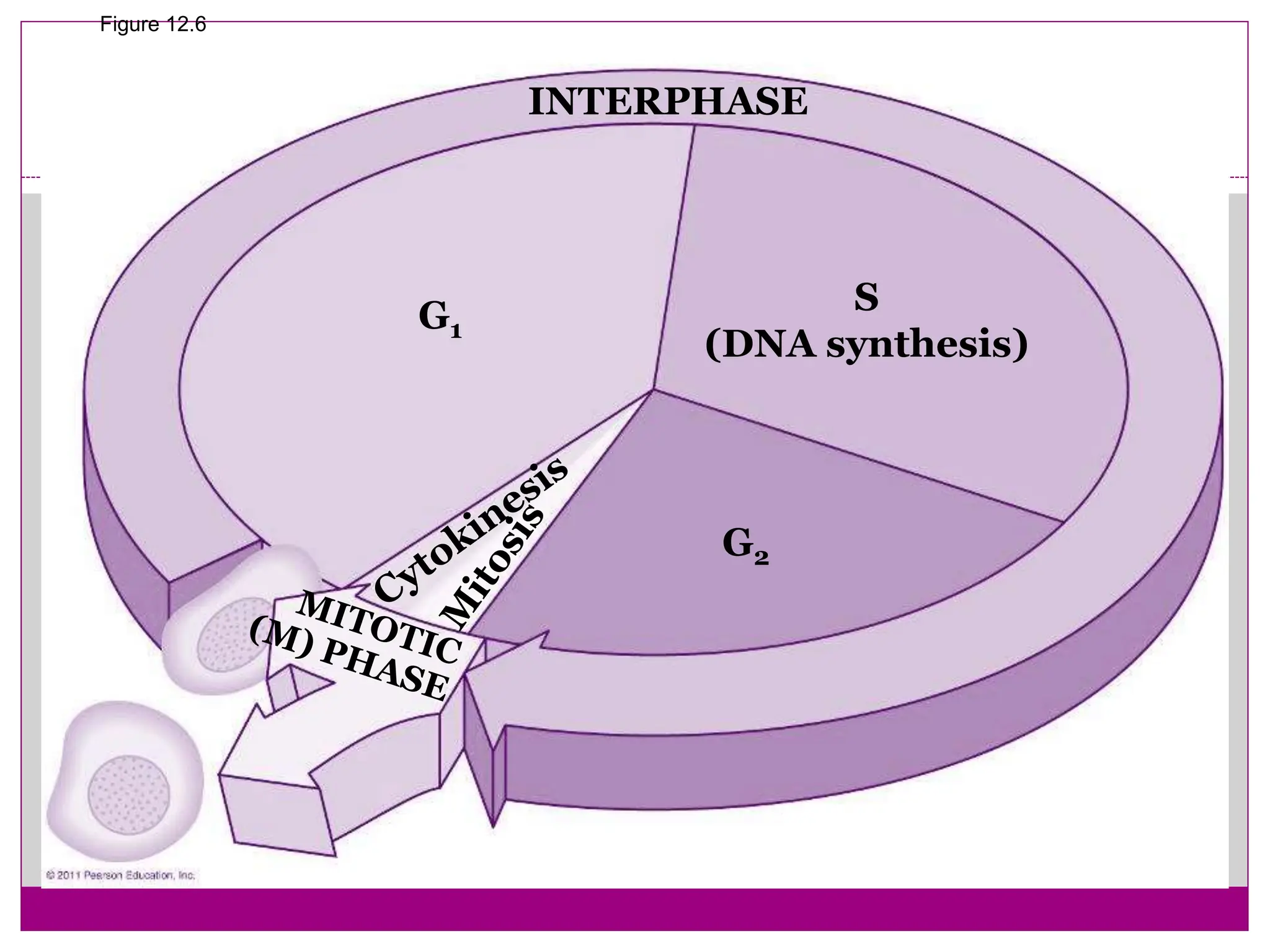 Figure 12.6
INTERPHASE
G1
G2
S
(DNA synthesis)
 
