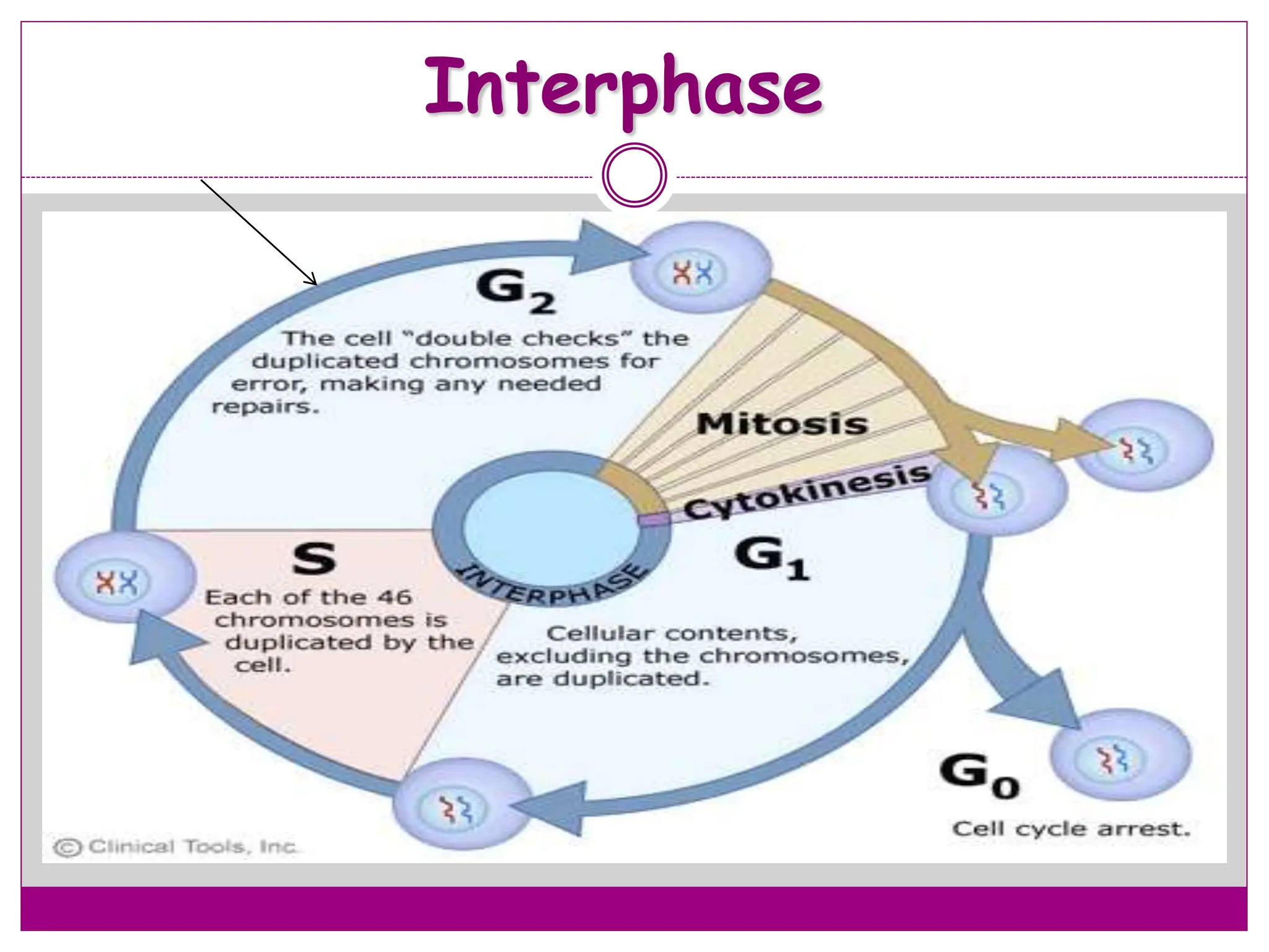 Interphase
 