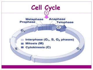 Cell Cycle
M
 