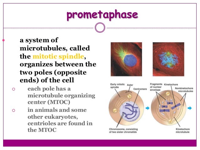 Kinetochore Cell Growth
