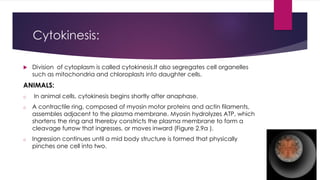 Cell cycle | PDF