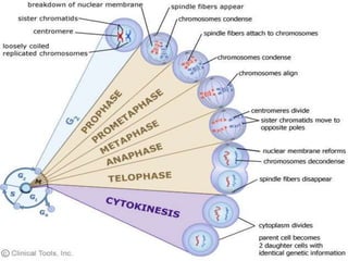 Cell cycle | PPTX