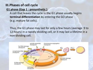 G1 phase (Gap 1 : presynthetic )
A cell that leaves the cycle in the G1 phase usually begins
terminal differentiation by entering the GO phase
(e.g.:mature fat cells).
Thus, the G1 phase may last for only a few hours (average 9 to
12 hours) in a rapidly dividing cell, or it may last a lifetime in a
non-dividing cell.
III.Phases of cell cycle
 