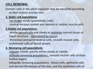 CELL RENEWAL
Somatic cells in the adult organism may be classified according
to their mitotic activity into :
1- Static cell populations
-no longer divide (postmitotic cells)
-central nervous system and skeletal or cardiac muscle cells.
2-Stable cell populations
-divide episodically and slowly to maintain normal tissue or
organ structure . (stimulated by injury).
-Periosteal and perichondrial cells, smooth muscle cells,
endothelial cells of blood vessels
3- Renewing cell populations
-regular mitotic activity.either slowly or rabidly
a)Slowly renewing populations : smooth muscle cells of most
hollow organs
b)Rapidly renewing populations : blood cells, epithelial cells
and dermal fibroblasts of the skin, and the epithelial cells of
 