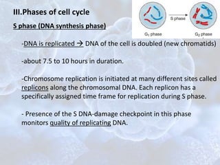 S phase (DNA synthesis phase)
-DNA is replicated  DNA of the cell is doubled (new chromatids)
-about 7.5 to 10 hours in duration.
-Chromosome replication is initiated at many different sites called
replicons along the chromosomal DNA. Each replicon has a
specifically assigned time frame for replication during S phase.
- Presence of the S DNA-damage checkpoint in this phase
monitors quality of replicating DNA.
III.Phases of cell cycle
 