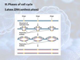 S phase (DNA synthesis phase)
III.Phases of cell cycle
 