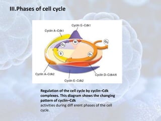 Regulation of the cell cycle by cyclin–Cdk
complexes. This diagram shows the changing
pattern of cyclin–Cdk
activities during diff erent phases of the cell
cycle.
III.Phases of cell cycle
 