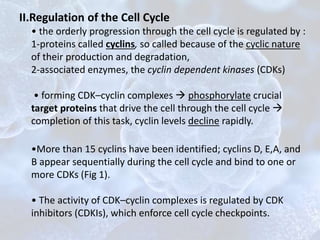 II.Regulation of the Cell Cycle
• the orderly progression through the cell cycle is regulated by :
1-proteins called cyclins, so called because of the cyclic nature
of their production and degradation,
2-associated enzymes, the cyclin dependent kinases (CDKs)
• forming CDK–cyclin complexes  phosphorylate crucial
target proteins that drive the cell through the cell cycle 
completion of this task, cyclin levels decline rapidly.
•More than 15 cyclins have been identified; cyclins D, E,A, and
B appear sequentially during the cell cycle and bind to one or
more CDKs (Fig 1).
• The activity of CDK–cyclin complexes is regulated by CDK
inhibitors (CDKIs), which enforce cell cycle checkpoints.
 