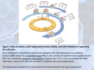 Figure 1 Role of cyclins, cyclin-dependent kinases (CDKs), and CDK inhibitors in regulating
the cell cycle.
G1/s checkpoint mediated by interactions between the retinoblastoma susceptibility
protein (pRb) which has antiproliferative effects and a family of essential transcription factors
(E2F This interaction prevents transcription of genes like cyclin E that are needed for DNA
replication, and so the cells are arrested in G1(block cell-cycle progression).
The dephosphorylated form is the active form which prevent cell cycle progression
 