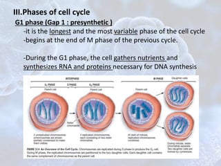 G1 phase (Gap 1 : presynthetic )
-it is the longest and the most variable phase of the cell cycle
-begins at the end of M phase of the previous cycle.
-During the G1 phase, the cell gathers nutrients and
synthesizes RNA and proteins necessary for DNA synthesis
III.Phases of cell cycle
 