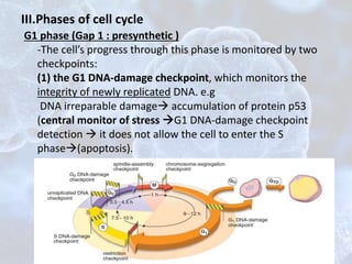 G1 phase (Gap 1 : presynthetic )
-The cell’s progress through this phase is monitored by two
checkpoints:
(1) the G1 DNA-damage checkpoint, which monitors the
integrity of newly replicated DNA. e.g
DNA irreparable damage accumulation of protein p53
(central monitor of stress G1 DNA-damage checkpoint
detection  it does not allow the cell to enter the S
phase(apoptosis).
III.Phases of cell cycle
 