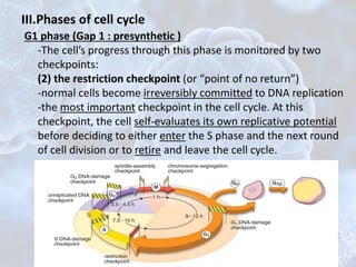 G1 phase (Gap 1 : presynthetic )
-The cell’s progress through this phase is monitored by two
checkpoints:
(2) the restriction checkpoint (or “point of no return”)
-normal cells become irreversibly committed to DNA replication
-the most important checkpoint in the cell cycle. At this
checkpoint, the cell self-evaluates its own replicative potential
before deciding to either enter the S phase and the next round
of cell division or to retire and leave the cell cycle.
A cell that leaves the cycle in the G1 phase usually begins
terminal differentiation by entering the GO phase (“O” stands
for “ outside”the cycle). Thus, the G1 phase may last for only a
few hours (average 9 to 12 hours) in a rapidly dividing cell, or it
may last a lifetime in a nondividing cell.
III.Phases of cell cycle
 