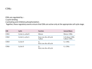 Cell cycle regulation Basics | PPTX