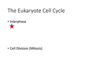 The Eukaryote Cell Cycle
• Interphase
• Cell Division (Mitosis)
 