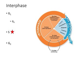 Interphase
• G1
• G0
• S
• G2
 