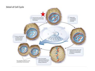Detail of Cell Cycle
 
