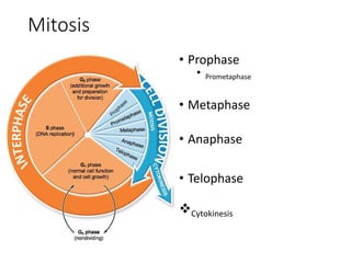 Mitosis
• Prophase
• Prometaphase
• Metaphase
• Anaphase
• Telophase
Cytokinesis
 