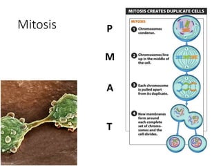 Mitosis P
M
A
T
 