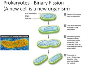 Cell membrane
DNA
Cell wall
Parent cell contains
one chromosome.
DNA replicates and
attaches to cell
membrane.
Membrane growth
between the two
attachment points
moves the DNA
molecules apart as
new cell wall material
is deposited.
The result of
binary fission: two
daughter cells,
each identical to
the original.
Prokaryotes - Binary Fission
(A new cell is a new organism)
 