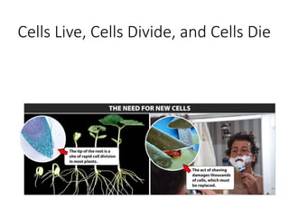 Cells Live, Cells Divide, and Cells Die
 