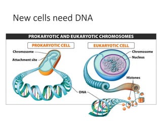 New cells need DNA
 