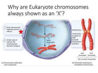 Why are Eukaryote chromosomes
always shown as an ‘X’?
 