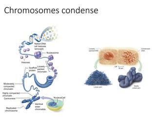 Naked DNA
(all histones
removed)
Nucleosome
Histones
Scaffold
protein
Centromere
Identical
sister
chromatids
Replicated
chromosome
Moderately
compacted
chromatin
Highly compacted
chromatin
NucleusCell
Loosely
packed
chromatin
Chromosomes condense
 