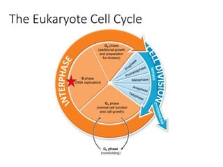 G1 phase
(normal cell function
and cell growth)
S phase
(DNA replication)
G2 phase
(additional growth
and preparation
for division)
G0 phase
(nondividing)
The Eukaryote Cell Cycle
 