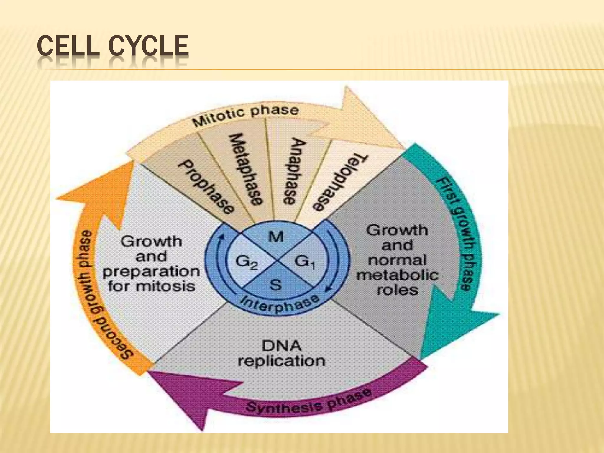 Cell cycle | PPT