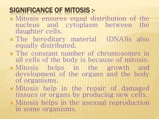SIGNIFICANCE OF MITOSIS :-
 Mitosis ensures equal distribution of the
nucleus and cytoplasm between the
daughter cells.
 The hereditary material (DNA)is also
equally distributed.
 The constant number of chromosomes in
all cells of the body is because of mitosis.
 Mitosis helps in the growth and
development of the organs and the body
of organisms.
 Mitosis help in the repair of damaged
tissues or organs by producing new cells.
 Mitosis helps in the asexual reproduction
in some organisms.
 