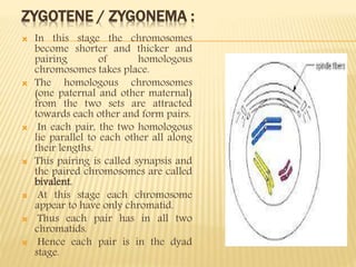 ZYGOTENE / ZYGONEMA :
 In this stage the chromosomes
become shorter and thicker and
pairing of homologous
chromosomes takes place.
 The homologous chromosomes
(one paternal and other maternal)
from the two sets are attracted
towards each other and form pairs.
 In each pair, the two homologous
lie parallel to each other all along
their lengths.
 This pairing is called synapsis and
the paired chromosomes are called
bivalent.
 At this stage each chromosome
appear to have only chromatid.
 Thus each pair has in all two
chromatids.
 Hence each pair is in the dyad
stage.
 