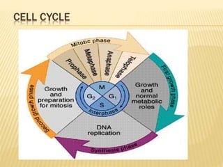CELL CYCLE
 