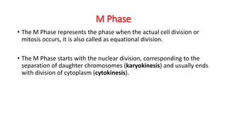 M Phase Process Cell cycle | PPTX