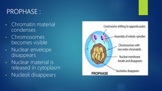PROPHASE :
• Chromatin material
condenses
• Chromosomes
becomes visible
• Nuclear envelope
disappears
• Nuclear material is
released in cytoplasm
• Nucleoli disappears
 