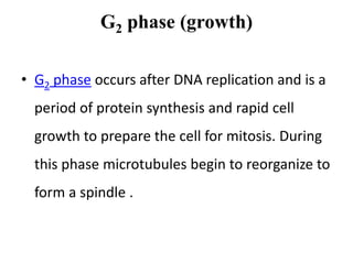 Cell cycle