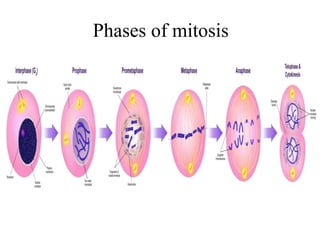 Cell cycle
