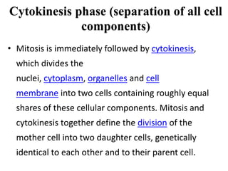Cell cycle