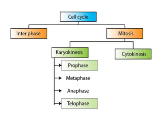 Cell cycle