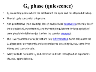 Cell cycle