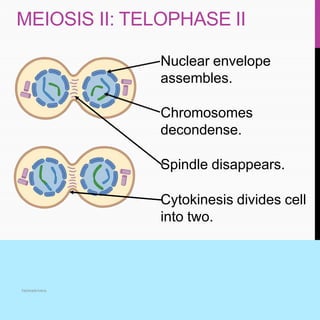 MEIOSIS II: TELOPHASE II
fatimaArivera
Nuclear envelope
assembles.
Chromosomes
decondense.
Spindle disappears.
Cytokinesis divides cell
into two.
 