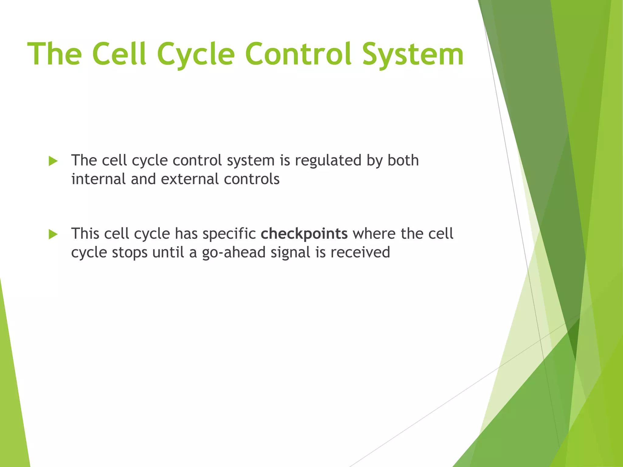 The Cell Cycle Control System
 The cell cycle control system is regulated by both
internal and external controls
 This cell cycle has specific checkpoints where the cell
cycle stops until a go-ahead signal is received
 