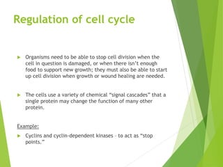 Regulation of cell cycle
 Organisms need to be able to stop cell division when the
cell in question is damaged, or when there isn’t enough
food to support new growth; they must also be able to start
up cell division when growth or wound healing are needed.
 The cells use a variety of chemical “signal cascades” that a
single protein may change the function of many other
protein.
Example:
 Cyclins and cyclin-dependent kinases – to act as “stop
points.”
 