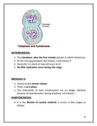 20
INTERKINESIS:
 The interphase after the first meiotic division is called interkinesis
 Or the time gap between the meiosis I and meiosis II
 Generally it is short or may not occur at all
 No DNA replication occur during this stage
MEIOSIS II:
 Similar to the normal mitosis
 There is no S phase
 The chromatids of each chromosome are no longer identical
because of recombination during prophase I of meiosis I
KARYOKINESIS:
 It is the division of nuclear material, it occurs in four stages as
follows
 