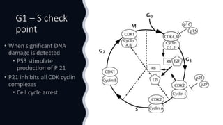 Cell Cycle R Point Cell cycle | PPTX