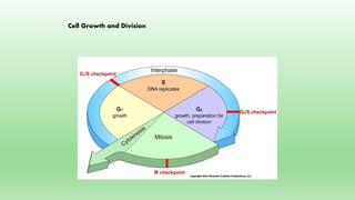 Cell Growth and Division
 