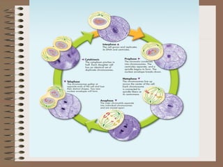 Cell Cycle.pdf