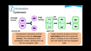 Cell Cycle.pptx