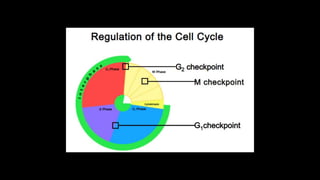 Cell Cycle.pptx