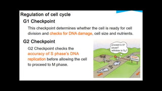 Cell Cycle.pptx