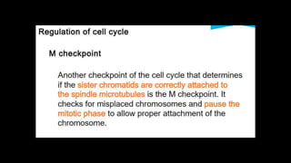 Cell Cycle.pptx